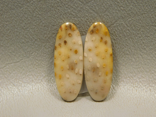 Petrified Palm Wood Matched Pair Cabochons #15