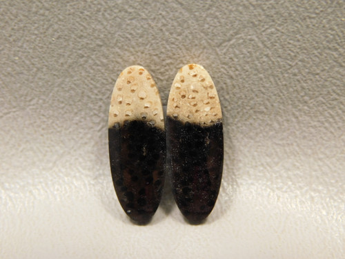 Petrified Palm Wood Matched Pair Cabochons #12