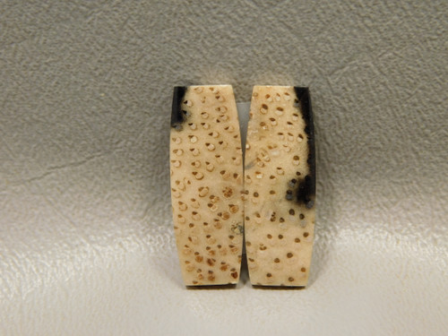 Petrified Palm Wood Matched Pair Cabochons #8