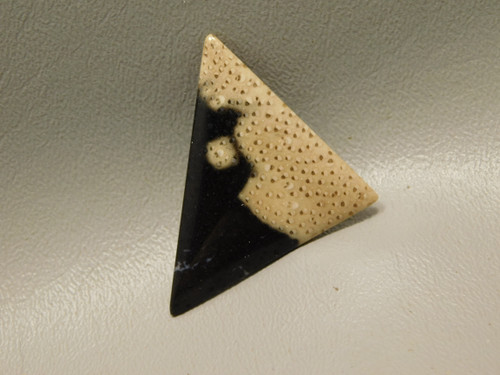 Petrified Palm Wood Cabochon #19