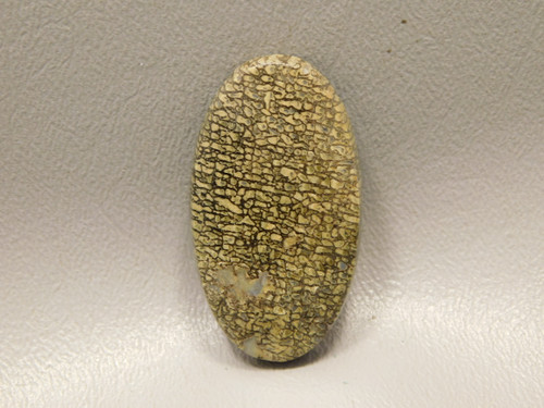 Dinosaur Bone Cabochon #15