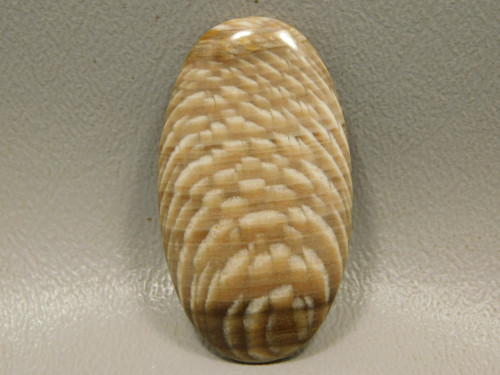 Petrified Sycamore Wood Cabochon #14