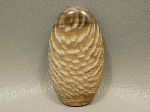 Petrified Sycamore Wood Cabochon #14