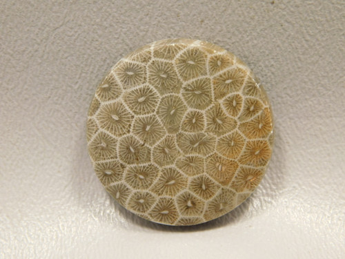 Fossil Coral Cabochon #F4