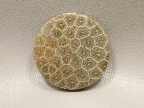 Fossil Coral Cabochon #F4
