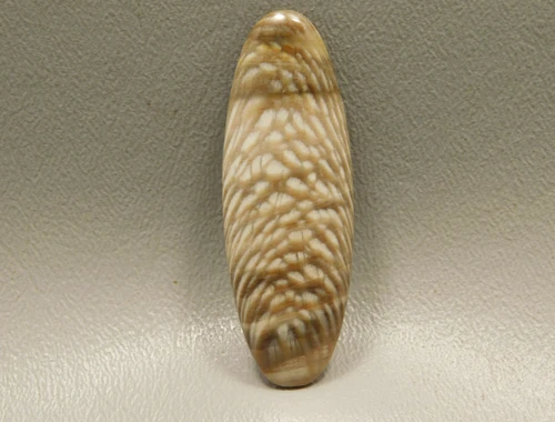 Petrified Sycamore Wood Cabochon #4