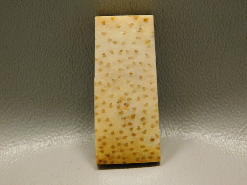 Petrified Palm Wood Stone Bead Pendant #11