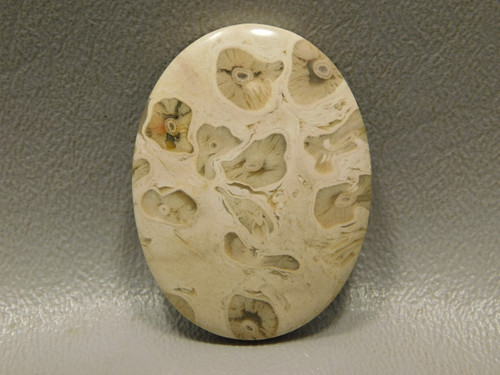 Petrified Palm Wood 30 mm by 40 mm Cabochon Stone #5