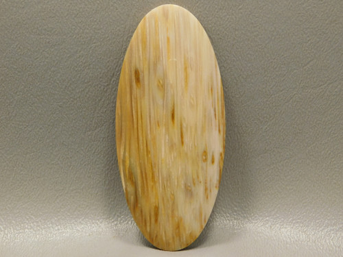 Petrified Palm Wood 3 inch Large Collector Designer Cabochon XL13