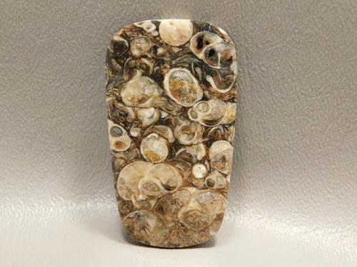 Turritella Agate Freeform Large Stone Natural Fossil Cabochon #9