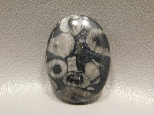 Crinoid Marble Fossil Designer Gemstone Cabochon #4