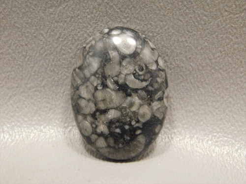 Crinoid Marble Fossil Jewelry Making Gemstone Cabochon #11