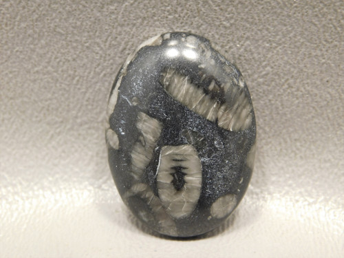 Black and White Crinoid Marble Fossil Designer Cabochon #2