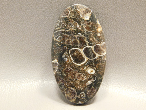 Turritella Agate Semiprecious Gemstone Fossil Cabochon #16