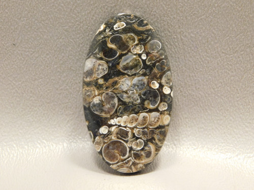 Turritella Agate Semiprecious Gemstone Fossil Cabochon #12