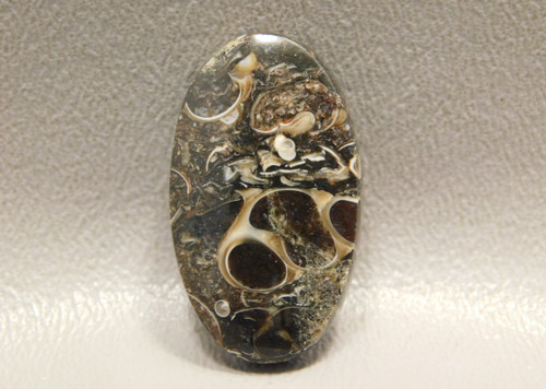 Turritella Agate Loose Stone Fossilized Cabochon #20