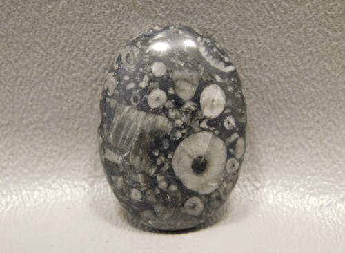 Crinoid Marble Fossilized Stone Cabochon #18