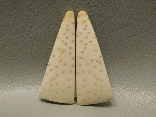 Cabochons Fossil Wood Matched Pair Polka Dotted Palm #20
