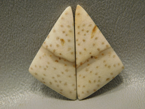 Fossil Stone Cabochon Petrified Palm Wood Matched Pairs #23