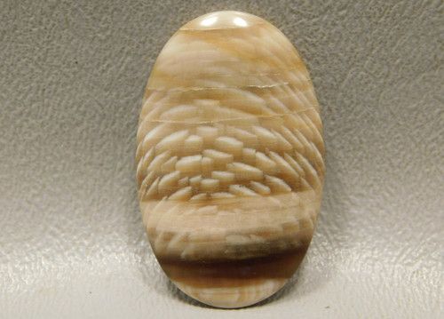 Fossilized Petrified Sycamore Wood Cabochon Gemstone #20