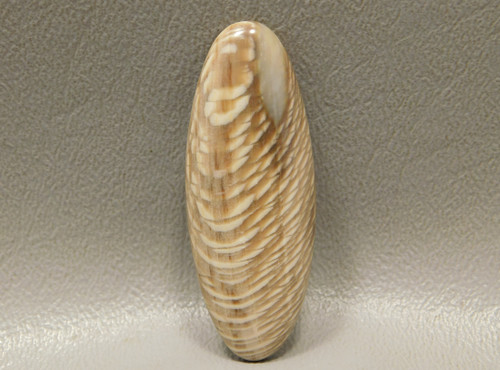 Washington Badger Creek Petrified Sycamore Wood Cabochon Stone #21