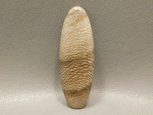 Fossil Sycamore Petrified Wood Oval Cabochon Stone #22