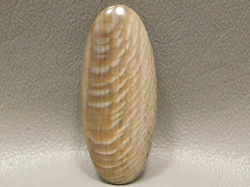 Badger Creek Fossilized Sycamore Petrified Wood Cabochon Stone #23