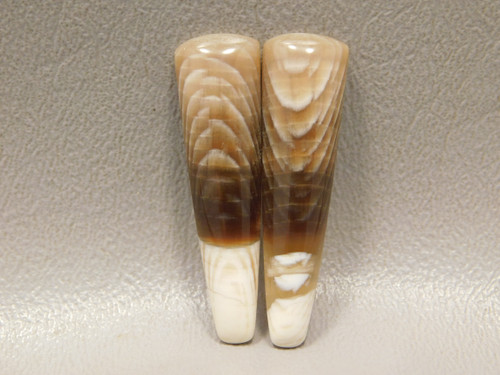 Petrified Sycamore Matched Pair Cabochons Badger Pocket Fossil Wood #18