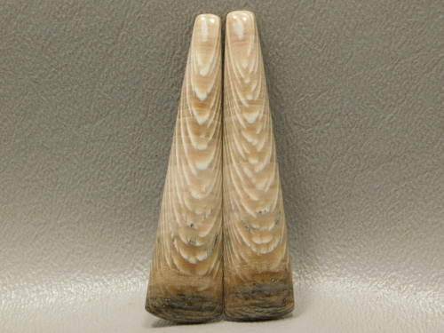 Petrified Sycamore Wood Matched Pairs Cabochons for Jewelry Making #21