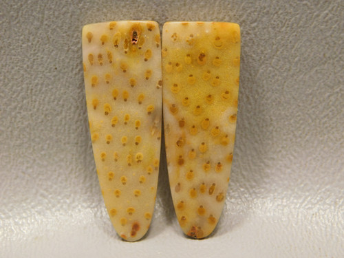 Fossilized Wood Louisiana Palm Tongues Stones Cabochons #24