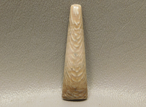 Cabochon Stone Rare Fossilized Sycamore Wood Washington #17