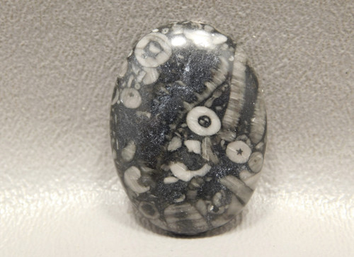 Crinoid Marble Fossil Stone Cabochon #13