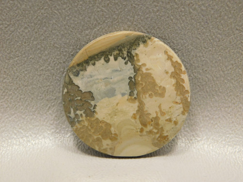 Cotham Marble Fossil Stone Cabochon 33 mm Round Gemstone #5