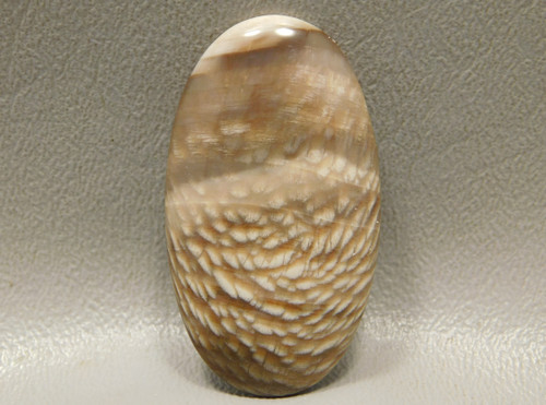 Fossil Wood Oval Cabochons for Jewelry Making Supplies #11