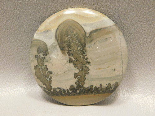 Cotham Marble Fossil Stone Cabochon Designer Gemstone #4