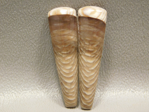Fossilized Wood Matched Pairs Cabochons Washington #7
