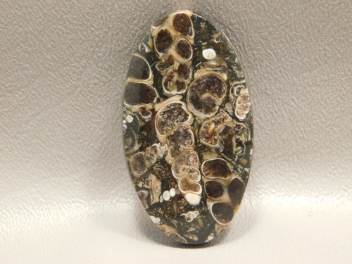 Turritella Agate Stone Natural Fossil Cabochon Wyoming #10