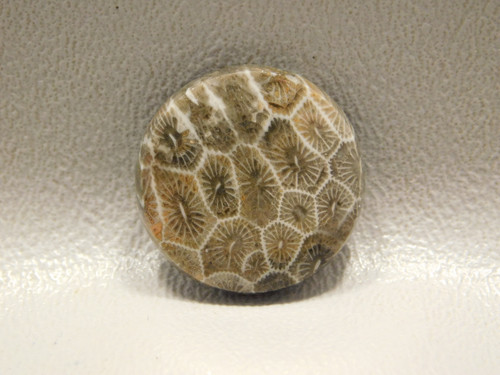 Unique Black Fossil Coral Oval Shape Cabochon,Fossil Coral Cabochon For Jewelry Uses,,34X21X5 mm,,DG-