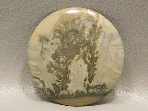 Cotham Marble Fossil Stone Cabochon 40 mm Round Stromatolite #20