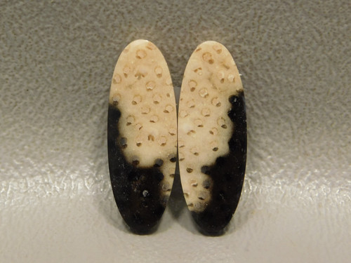 Petrified Palm Wood Louisiana Earring Matched Pair Ovals Cabochons #22