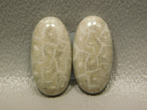 Fossilized Coral Matched Pairs for Earrings Stone Cabochons #13