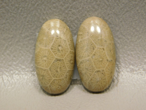 Fossil Coral Jasper Matched Pairs for Earrings Stone Cabochons #16
