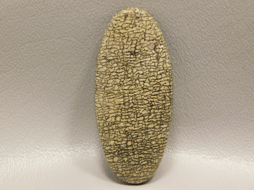 Dinosaur Bone Cabochon #23