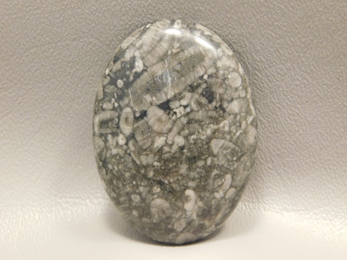 Crinoid Marble Fossil Fossilized Loose Stone Cabochon #5
