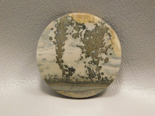 Cotham Marble Fossil Stromatolite Designer Cabochon England #21