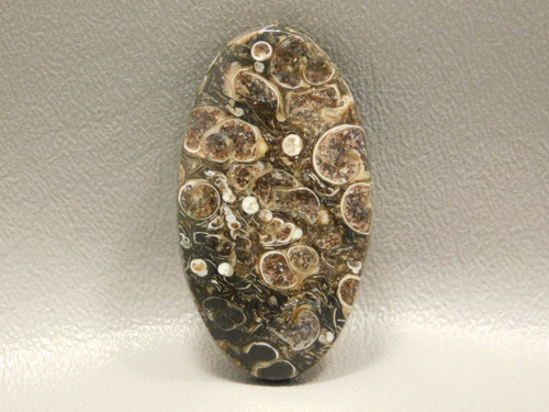 Fossil Turritella Agate Semiprecious Stone Cabochon #1