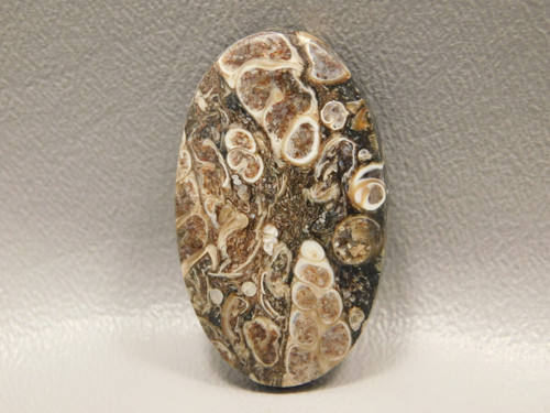 Turritella Agate Wyoming Jewelry Stone Fossil Cabochon #22