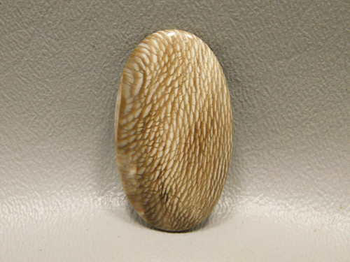 Petrified Sycamore Wood Cabochon Stone Badger Pocket Fossil #9