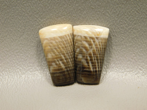 Badger Pocket Sycamore Fossilized Wood Matched Pair Cabochons #3