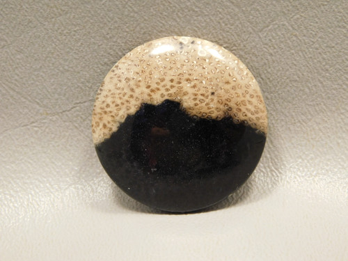 Petrified Palm Wood Cabochon #4